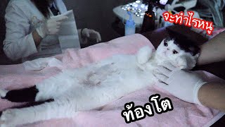 ลิซ่าท้องโต ท้องลมหรือว่ามีลูก? (แต่เอสเมอร์ป่วยหนักมีลูกไง?)