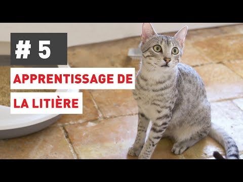 Vidéo: Comment Dresser Votre Chiot Et Votre Chaton à La Litière