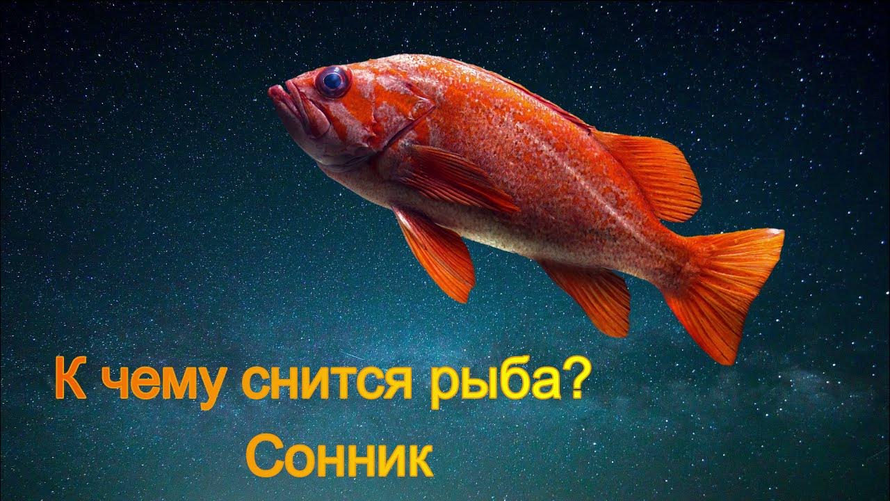 Сонник рыба для бывшего