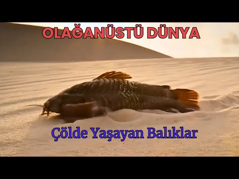 Olağanüstü Dünya -