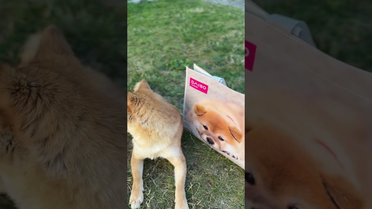 Shiba vs DAISO Shiba Bag! #shibainu #shibenation #kawaii #puppy #shiba