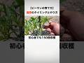 これだけ守ればOK！ピーマン追肥の最重要ポイント③#shorts