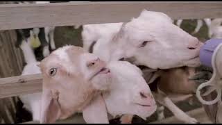 PHD Edufarm Durenan, Trenggalek Soft Opening 22 Pebruari 2022 (VIDEO ORISINIL) screenshot 5