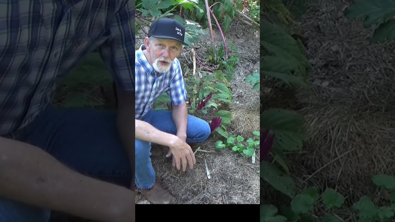 August Garden Myth Number 1