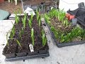 How to pot up palm seedlings