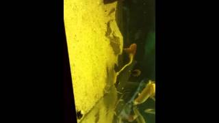 Red tale catfish eating live Wealth