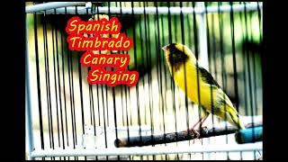 Spanish Timbrado Canary Singing the best of Canary song