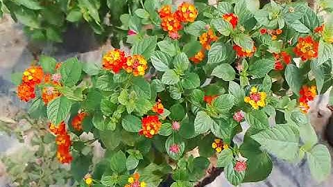 báo giá lô ngũ sắc thành phẩm Sài hoa nhiều màu mã G ngày 20/9. LH 0971593543