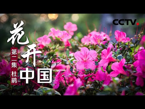 《花开中国》第二集 杜鹃 | CCTV纪录
