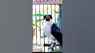 JINJING BATU GACOR #kicaumonster #kicaumania #birds