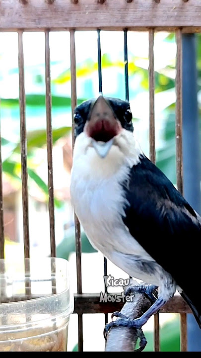 JINJING BATU GACOR #kicaumonster #kicaumania #birds