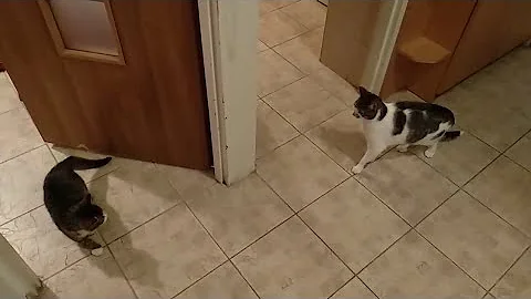 cat introduction gone WRONG