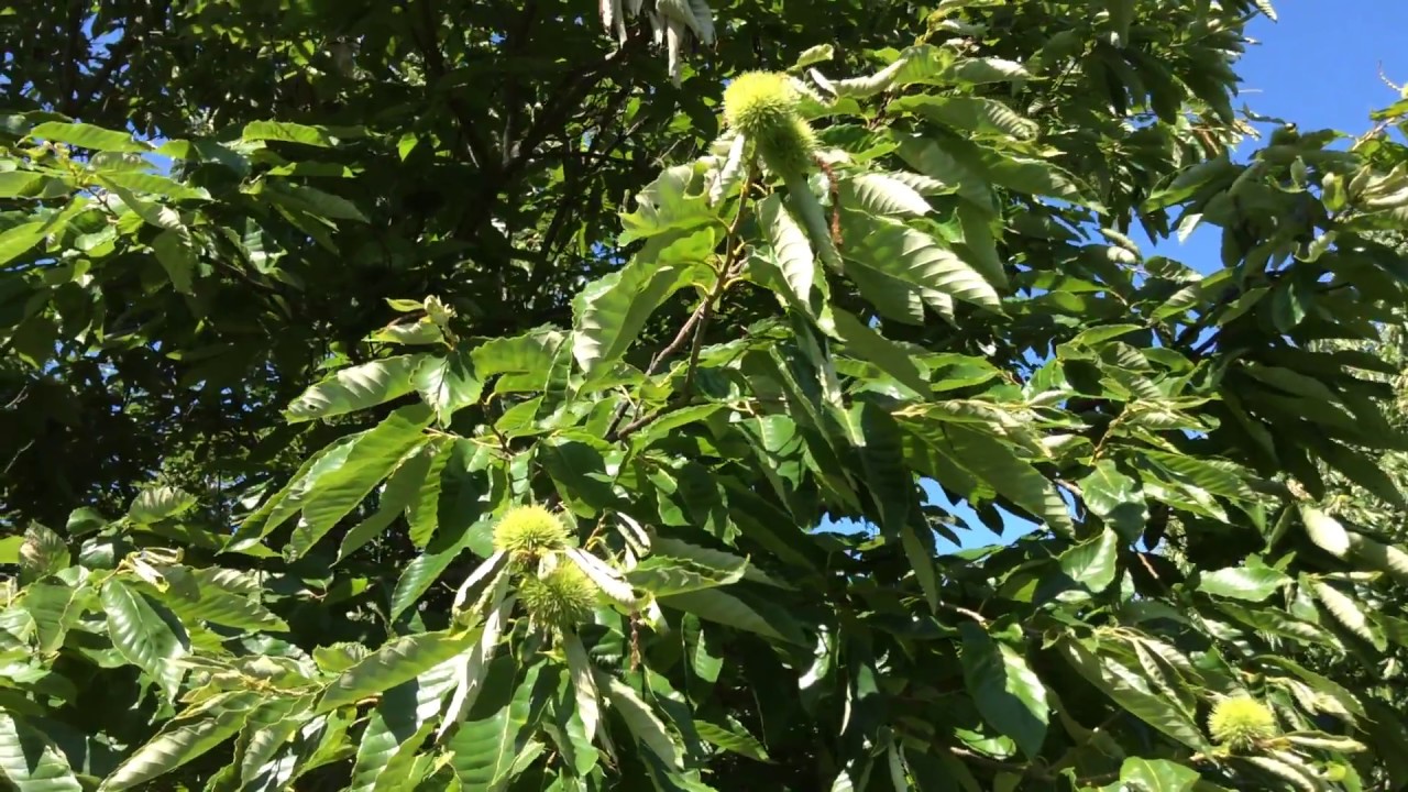 Chestnut orchard organic practices