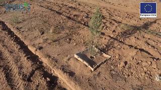 Growbox® plant cocoon anti desertification plantation in Baja California Mexico