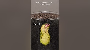 Growing Mango Tree from seed #plants #timelapse #mango