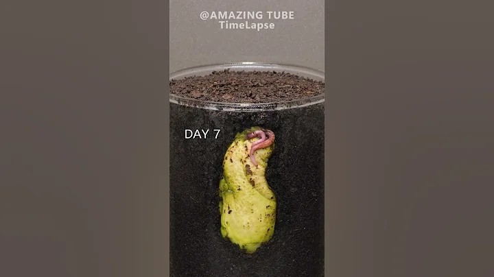 Growing Mango Tree from seed #plants #timelapse #mango