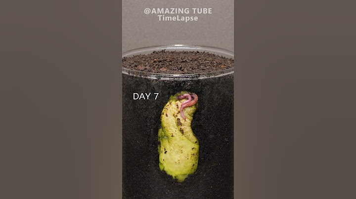 Growing Mango Tree from seed #plants #timelapse #mango