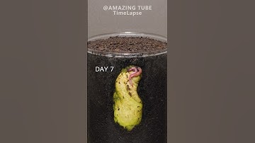 Growing Mango Tree from seed #plants #timelapse #mango
