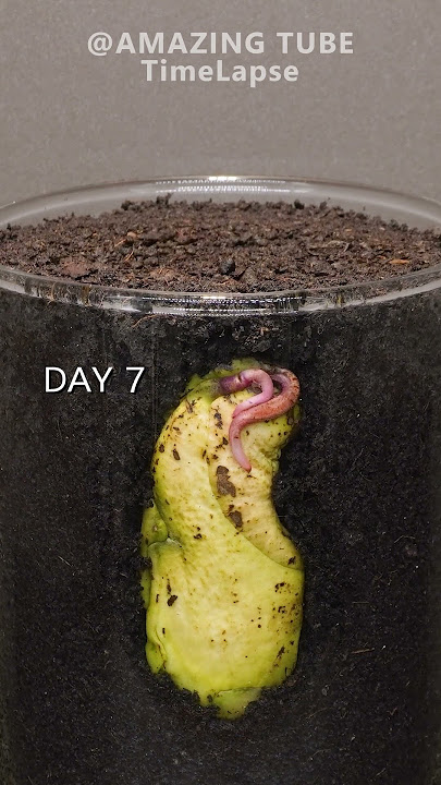 Growing Mango Tree from seed #plants #timelapse #mango