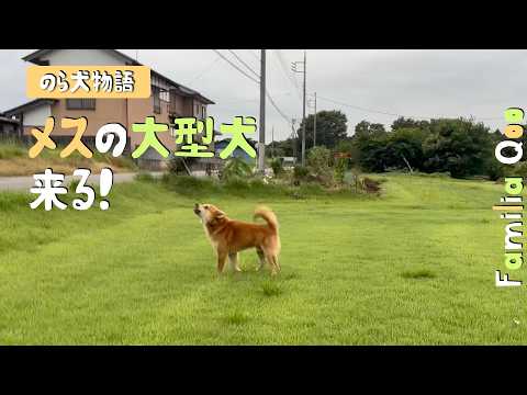 A Female Large Breed Dog Is Coming! [Miniature Dachshund and the