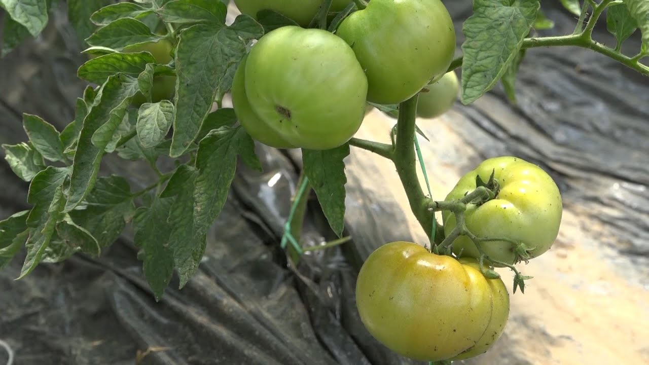 PRILOG - POSTAVLJANJE PLASTENIKA I SADNJA POVRĆA/ 27.02.2024./TV GM PLUS