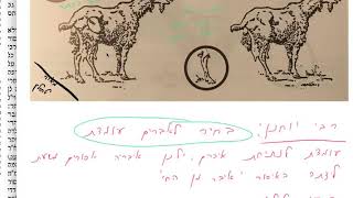 חולין קג 103 הדף היומי מסכת חולין דף קג 103 ראשון ג' אדר ב' ,  לרפואת שמעון נבון בן שמואל