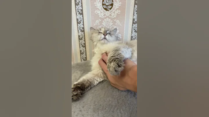 Video 359721: siberian cat enjoying, cat enjoying massage