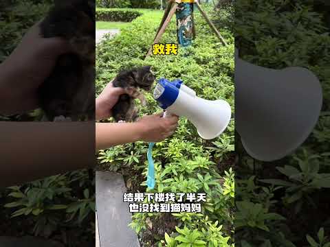 【#布丁仔和泡芙妹的一天】喝醉了捡了一窝猫,结果猫妈妈上门把我暴揍一顿!#捡了个猫 #反转