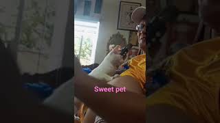 SWEET PET