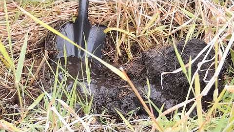 Indicators of Wetland Hydrology