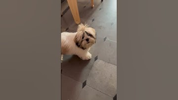 Thumbnail of SHIH TZU BARKING #youtubeshorts #shihtzu