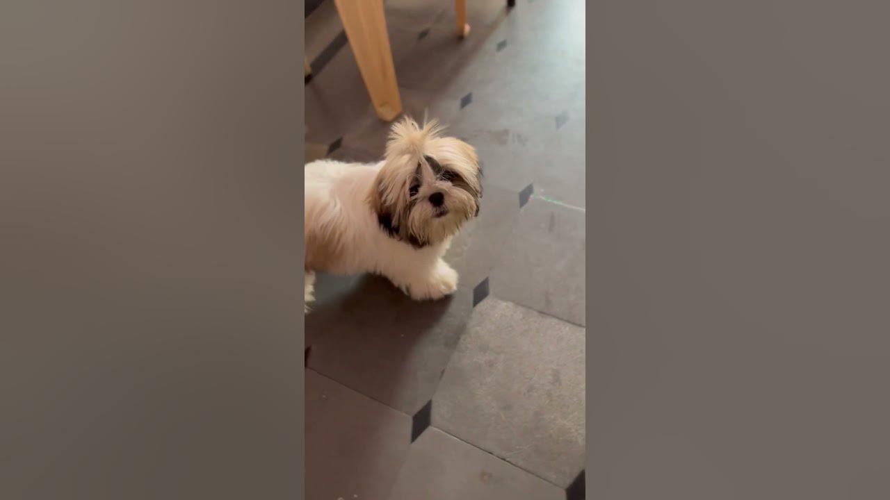 SHIH TZU BARKING #youtubeshorts #shihtzu