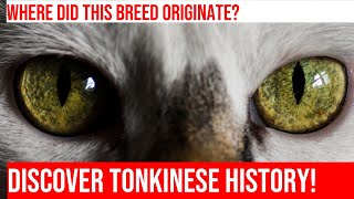 The Fascinating History of the Tonkinese Cat Breed