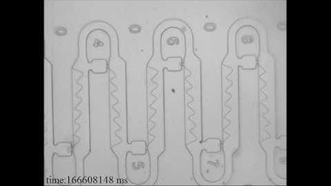 Deterministic trapping, encapsulation and retrieval of single cells