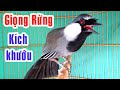 Kích khướu múa/kích khướu hót sung/kích khướu trống căng lửa |  khướu bạc má hót múa