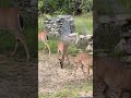 My country backyard deer