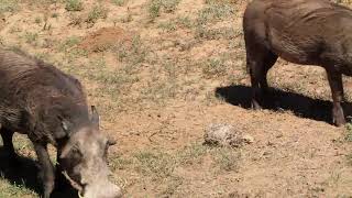 Addo Elephant National Park South Africa:  Warthog in folded knee position using snout as a shovel