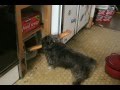 Dog takes baguette inside its kennel