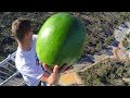 CATCHING FRUIT from 45m TOWER!