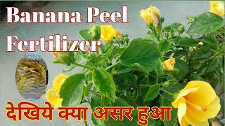 Banana peel fertilizer on hibiscus || Benefits of Peel Fertilizer on Hibiscus Home/garden
