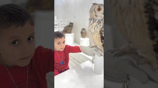 🦉🌈 Welcome to #owlcafe #tokyo #akihabara #japantravel #owl #animalwelfare