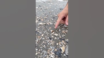 Our RAREST find on the beach ever! 😱🦈  #fossils