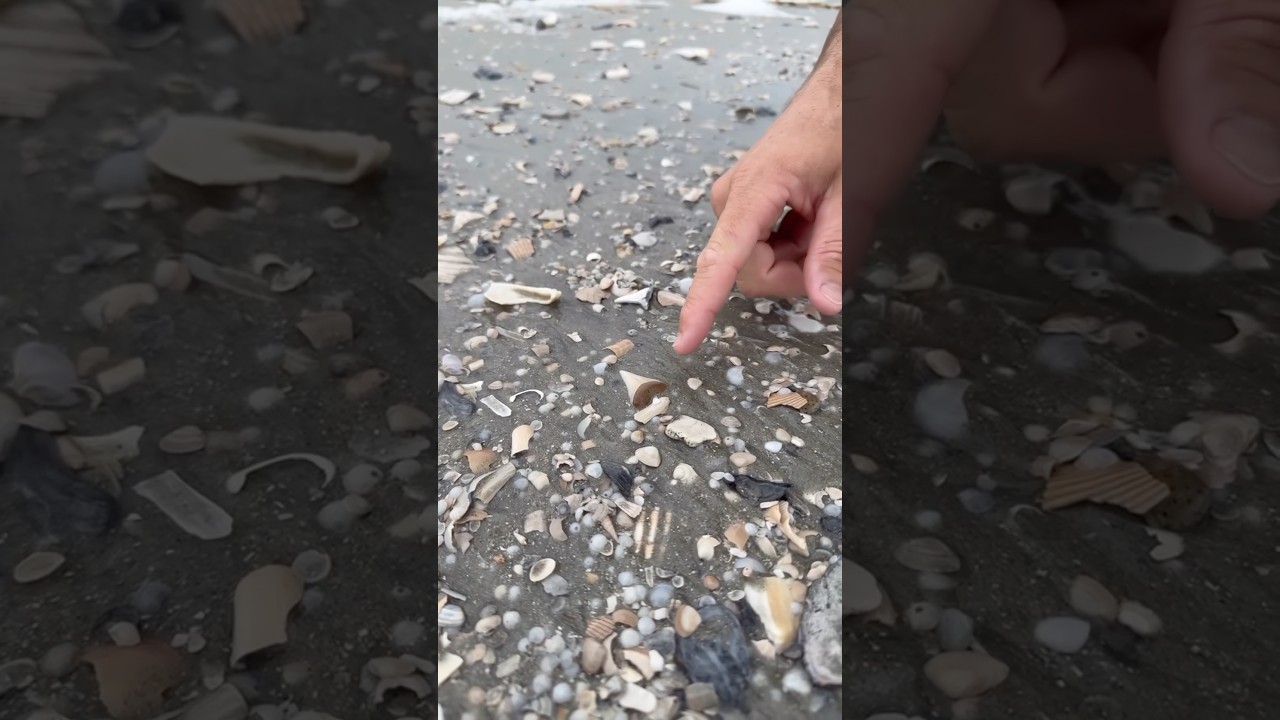 Наша САМАЯ РЕДКАЯ находка на пляже! 😱🦈 