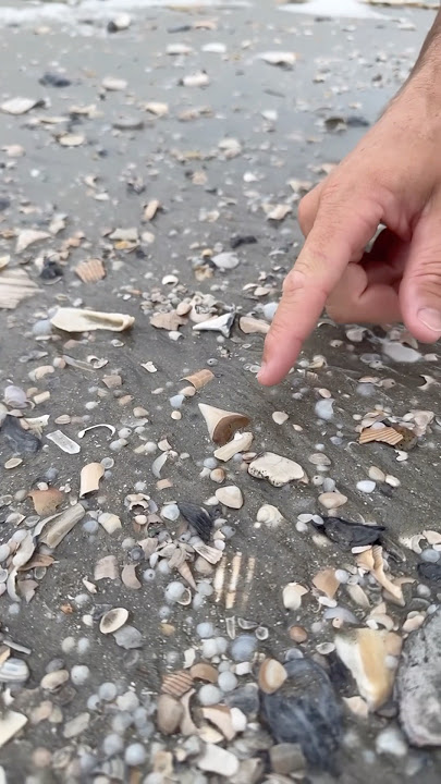 Our RAREST find on the beach ever! 😱🦈  #fossils
