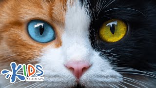 Cats | Learn more about cats for kids | Kids academy screenshot 5