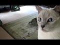 Tonkinese Cats Coming Home Anniversary Day [HD] の動画、YouTube動画。