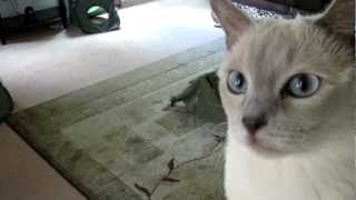 Tonkinese Cats Coming Home Anniversary Day [HD]