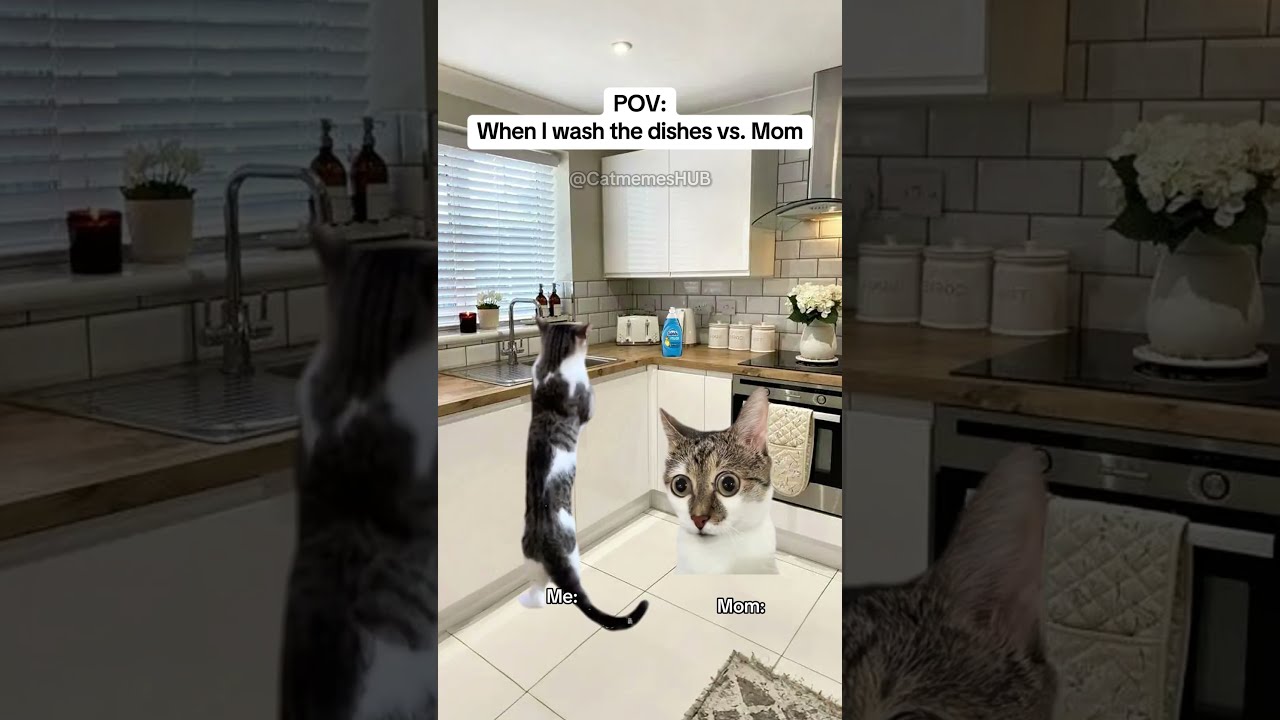 CAT MEMES When I Wash The Dishes Vs Mom Catmemes Relatable Relationship