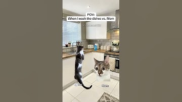 Thumbnail of CAT MEMES 🐱When I wash the dishes vs. Mom #catmemes #relatable #relationship