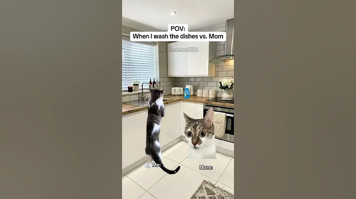 CAT MEMES 🐱When I wash the dishes vs. Mom #catmemes #relatable #relationship